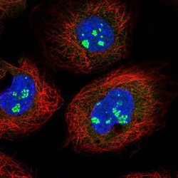 CFAP97 Antibody, Novus Biologicals 25 &mu;L, Unlabeled:Antibodies, Polyclonal